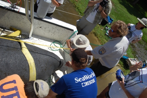 Rescue of a stranded Manatee