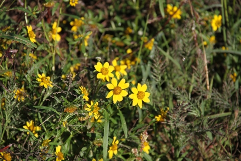 Bright yellow flowers.