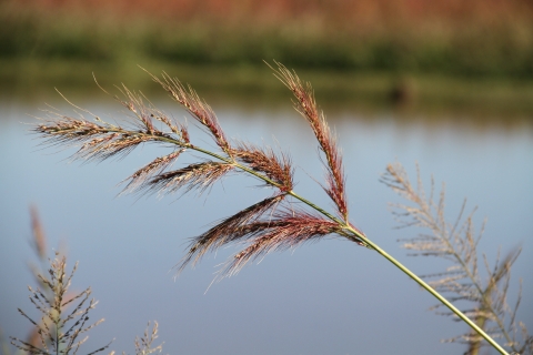 A wetland plant with lots of seeds.