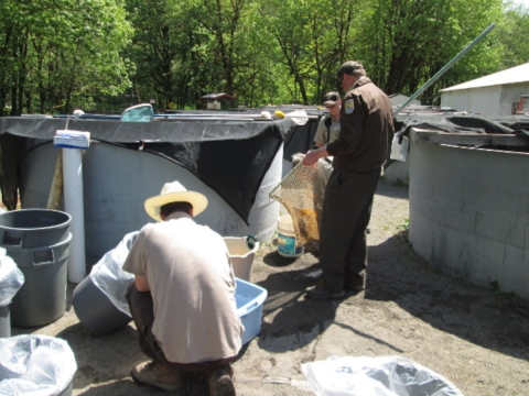 Since exercise caused by higher flows in the RAS systems may affect lipid content and smolt quality of the fish, studies were run to evaluate the fish produced in these systems.