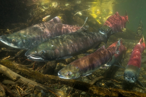 Coho and sockeye salmon swimming