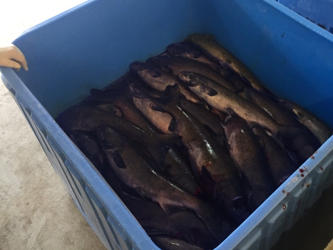 A plastic bin the size of a small hot tub is half full with adult salmon, being prepared for transport for tribal food.