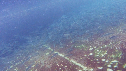 A school of young fish swims underwater in a concrete tank.