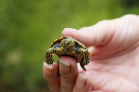 A small turtle being held in a person's hand