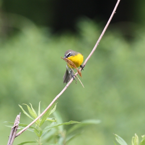 A yellow breasted chat with nesting material in its mouth.