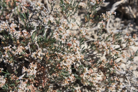 Flowering clay-loving wild buckwheat in Colorado.