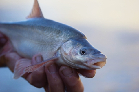 Humpback chub being held for a photo.