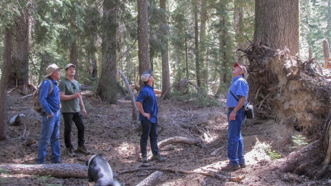 four people talk in a forest