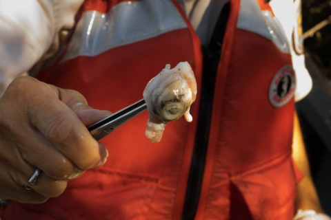 a hand holding a pair of tongs with an eyeball in them.