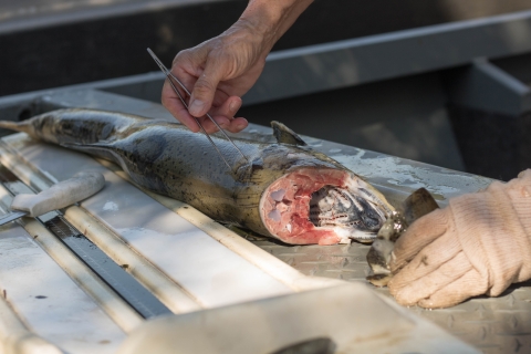 a salmon carcass with its head cut off