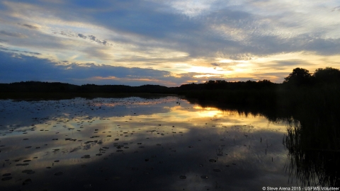 A tree lined wetland at dawn at Great Meadows National Wildlife Refuge Concord Unit