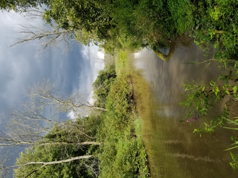 Image of a waterway through the refuge surrounded by flowers, shrubs, trees, and gray skies