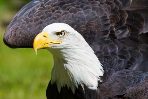 Bald eagle up close with wing raised