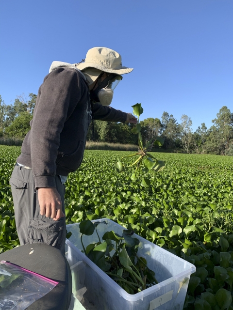 a person in a marsh picking up a green plant