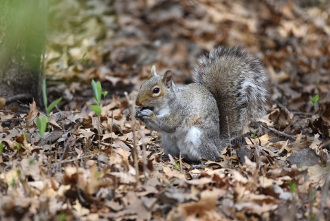 Squirrel sitting in leaves