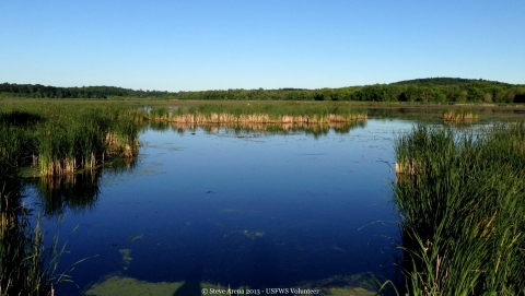 wetland with vegetation and a clear sky in the day at Great Meadows National Wildlife Refuge