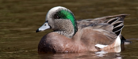 American Widgeon Resting on the Water