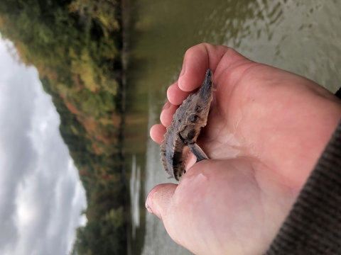 Biologist holding a baby lake sturgeon from the Genesee River, NY.