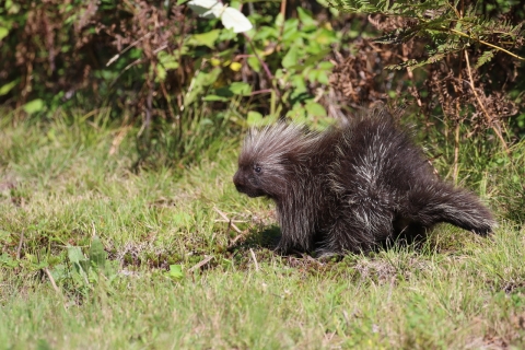 Baby porcupine