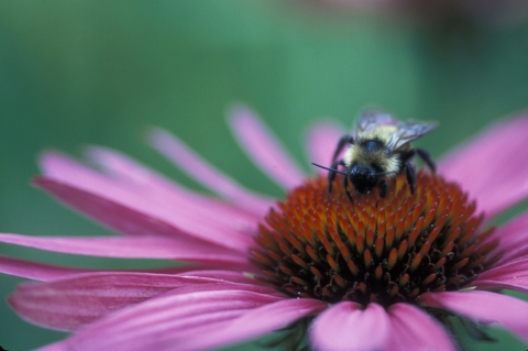 Bee on enchinacea