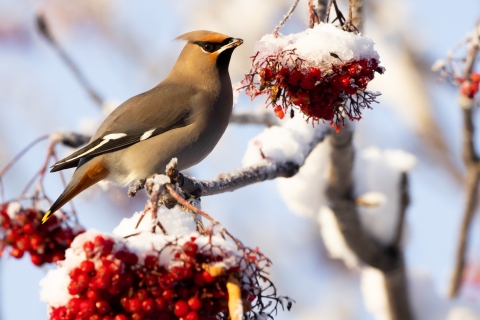 Bohemian Waxwing 