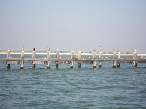 pelicans on pier