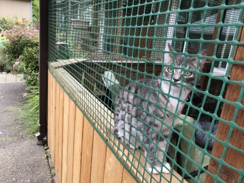 Catio