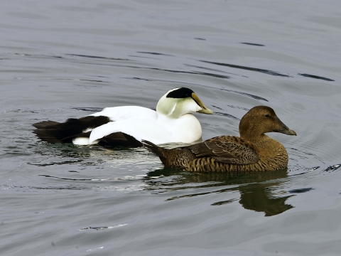 Pair of Common Eiders