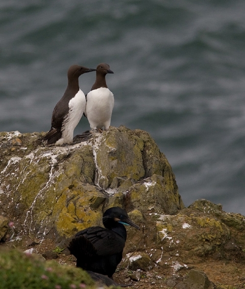 Common Murres