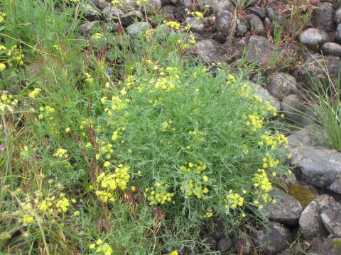 cooks lomatium