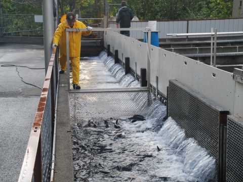 Staff crowding adult coho salmon for spawning