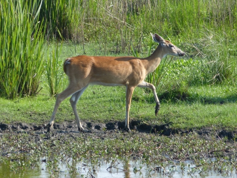 Deer near water