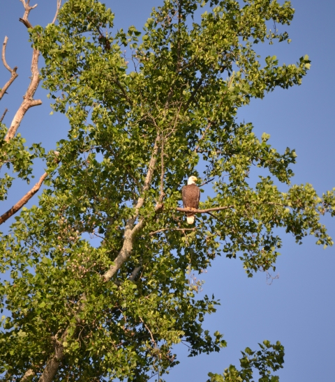 Bald Eagle perching in tree