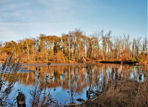 A row of trees line the side of a body of water.