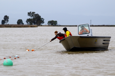 A woman leans out of a boat to pull in a net