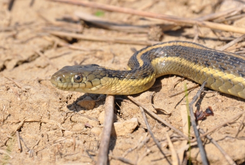 The head of a snake several shades of brown