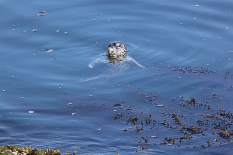 Harbor Seal