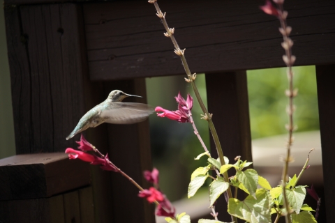 Hummingbird flying next to flower