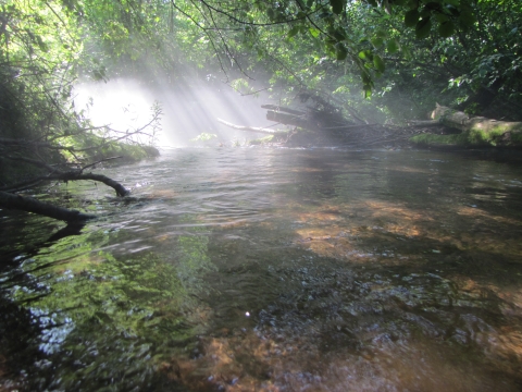 Sunshine illuminating a small clear stream