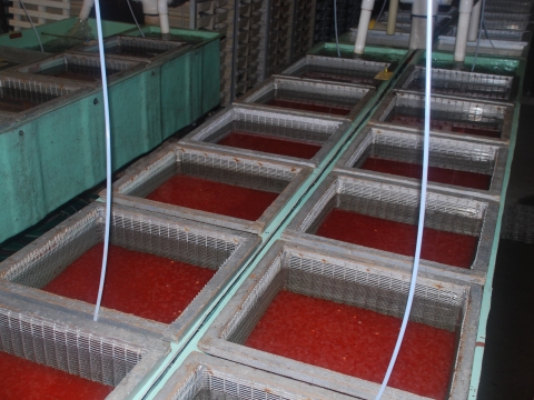 Coho salmon eggs incubating at Quilcene National Fish Hatchery