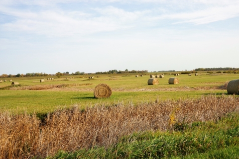 J. Clark Salyer National Wildlife Refuge hayed field. 