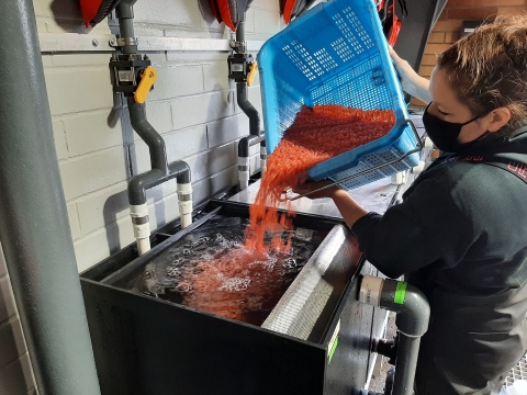 Quinault NFH employee transferring eggs to incubator