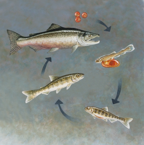 salmon life cycle