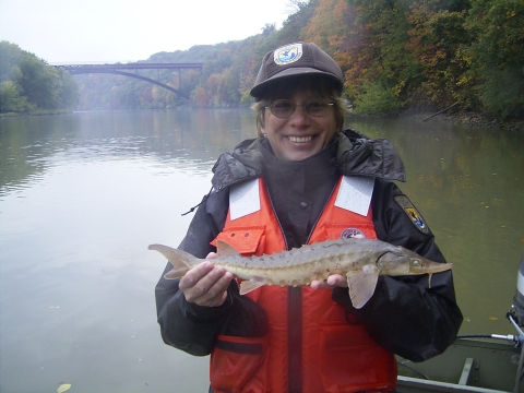 Fish Biologist Betsy Trometer holding a juvenile lake sturgeon in the Niagara River, NY.