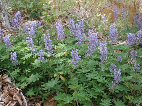 Lupinus plant