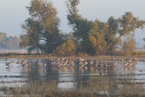 Sandhill cranes on a wetland with trees in the background.