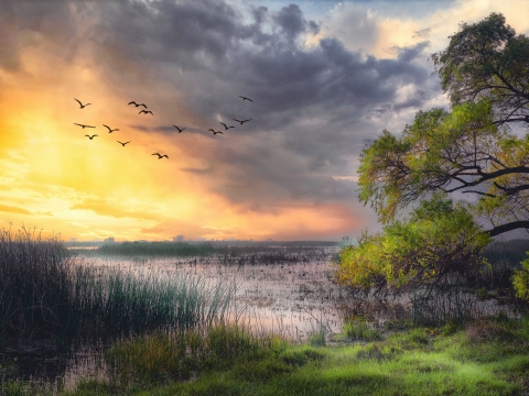 Wetland scene with trees in early morning light.