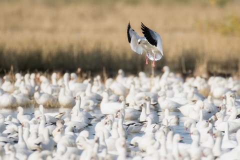 Large flock of Ross' geese on a wetland.