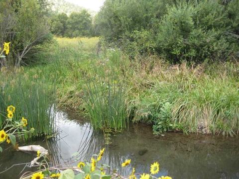 The Moreno bog pool is shown with grassy plants all along the shore and trees in the background.