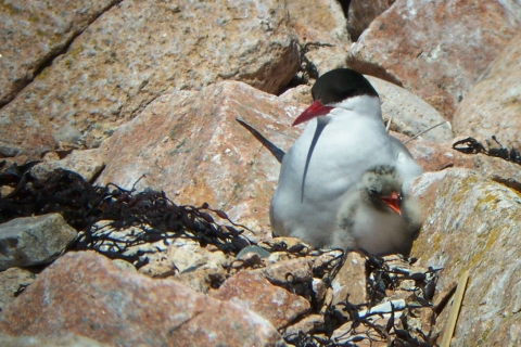 Arctic Tern and chick